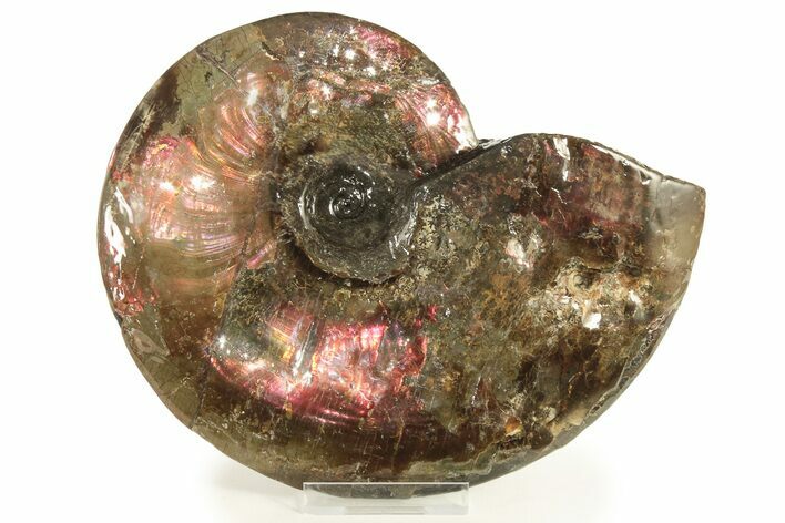 Flashy Red Ammonite Preserved In Precious Ammolite #222715